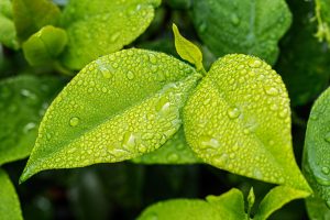Comment récupérer l'eau de pluie dans un jardin
