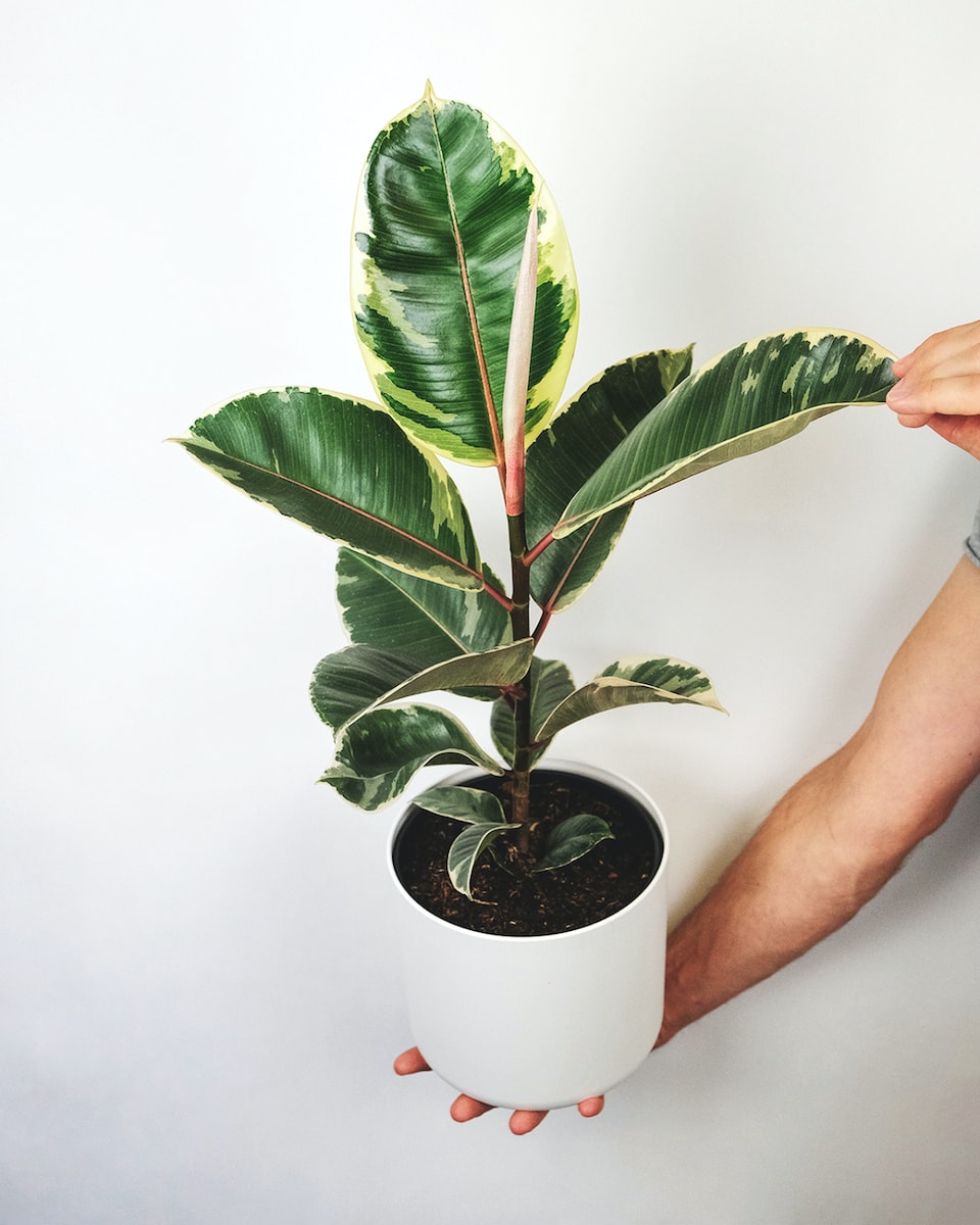 person holding green plant on white pot